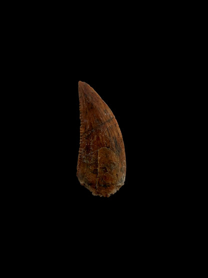 Fossiele tand van een Abelisauride dinosaurus uit Kem Kem, Marokko (0,51 inch)
