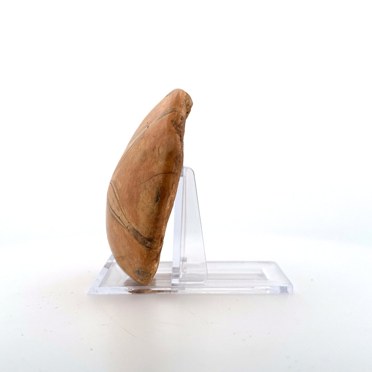 Pygurus Marmonti, zee-egel uit het Jura, Madagaskar (2.79 inch)