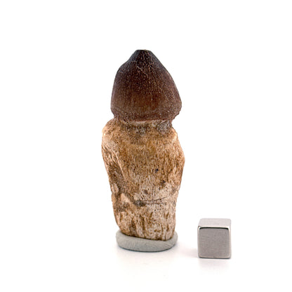 Globidens phosphaticus tooth with natural root from Cretaceous, Morocco (2.39")