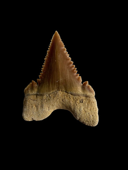 Palaeocarcharodon orientalis Fossil Tooth from Morocco | 1.13"