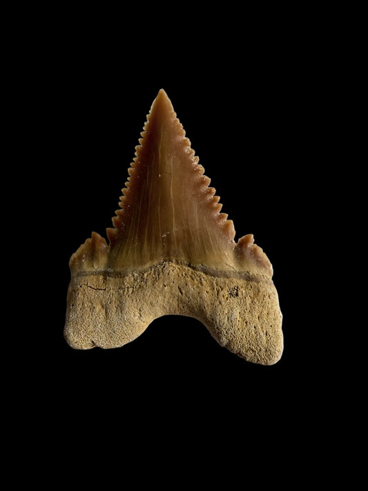 Palaeocarcharodon orientalis Fossil Tooth from Morocco | 1.13"