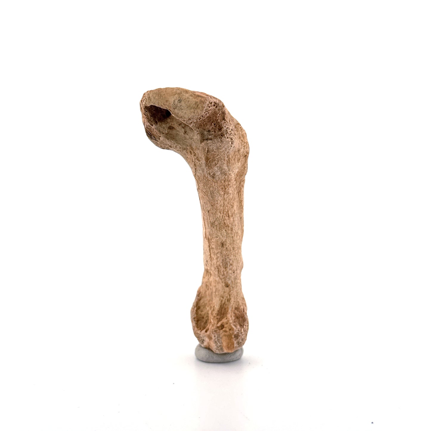 Holenbeer (Ursus spelaeus) Middenhandsbeen Fossiel (3.28"), Pleistoceen, Roemenië