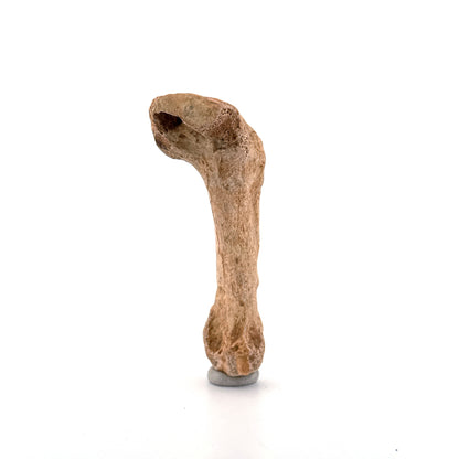 Holenbeer (Ursus spelaeus) Middenhandsbeen Fossiel (3.28"), Pleistoceen, Roemenië