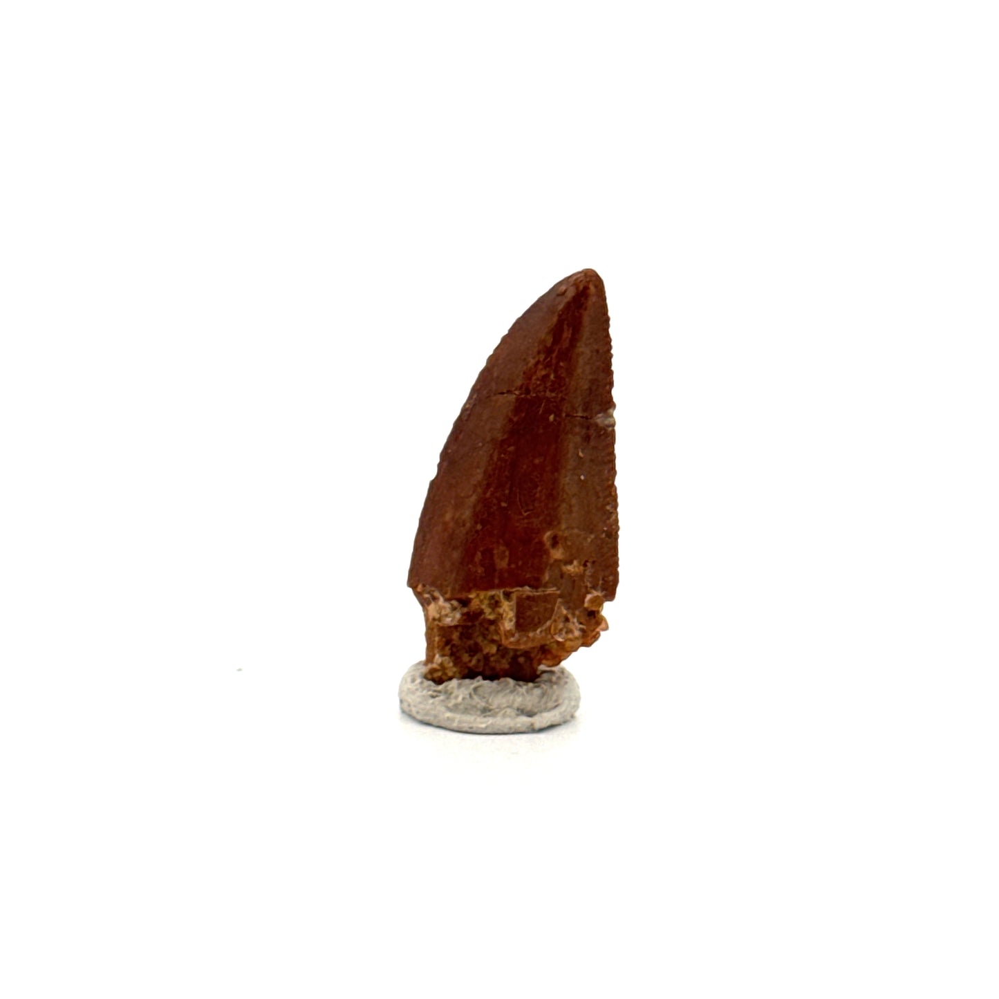Abelisaurid fossil dinosaur tooth from Kem Kem, Morocco (0.94")