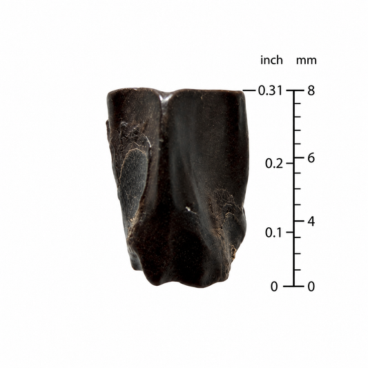 Edmontosaurus Tooth Fragment from Hell Creek Formation | 0.31"