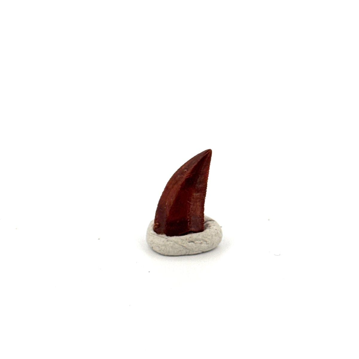 Abelisaurid fossil dinosaur tooth (0.49") from Kem Kem, Morocco - FossilsAndMore