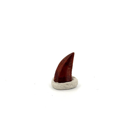 Abelisaurid fossil dinosaur tooth (0.49") from Kem Kem, Morocco - FossilsAndMore
