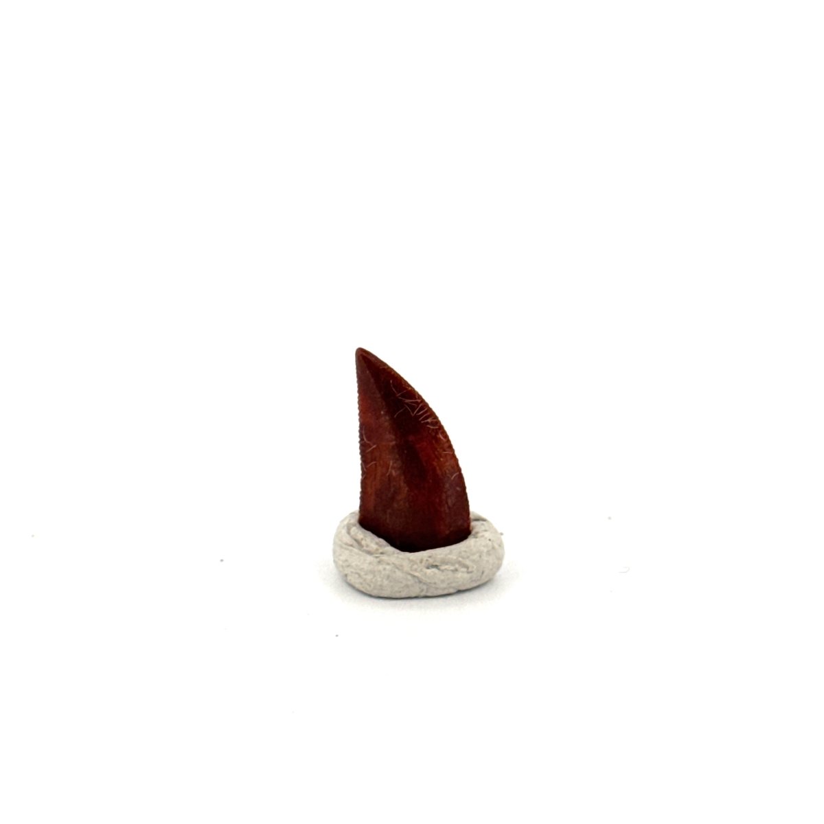 Abelisaurid fossil dinosaur tooth (0.49") from Kem Kem, Morocco - FossilsAndMore
