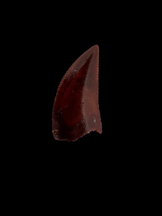 Abelisaurid fossil dinosaur tooth (0.49") from Kem Kem, Morocco - FossilsAndMore