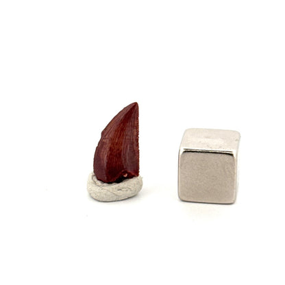 Abelisaurid fossil dinosaur tooth (0.59") from Kem Kem, Morocco - FossilsAndMore