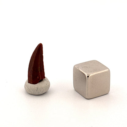 Abelisaurid fossil dinosaur tooth (0.60") from Kem Kem, Morocco - FossilsAndMore