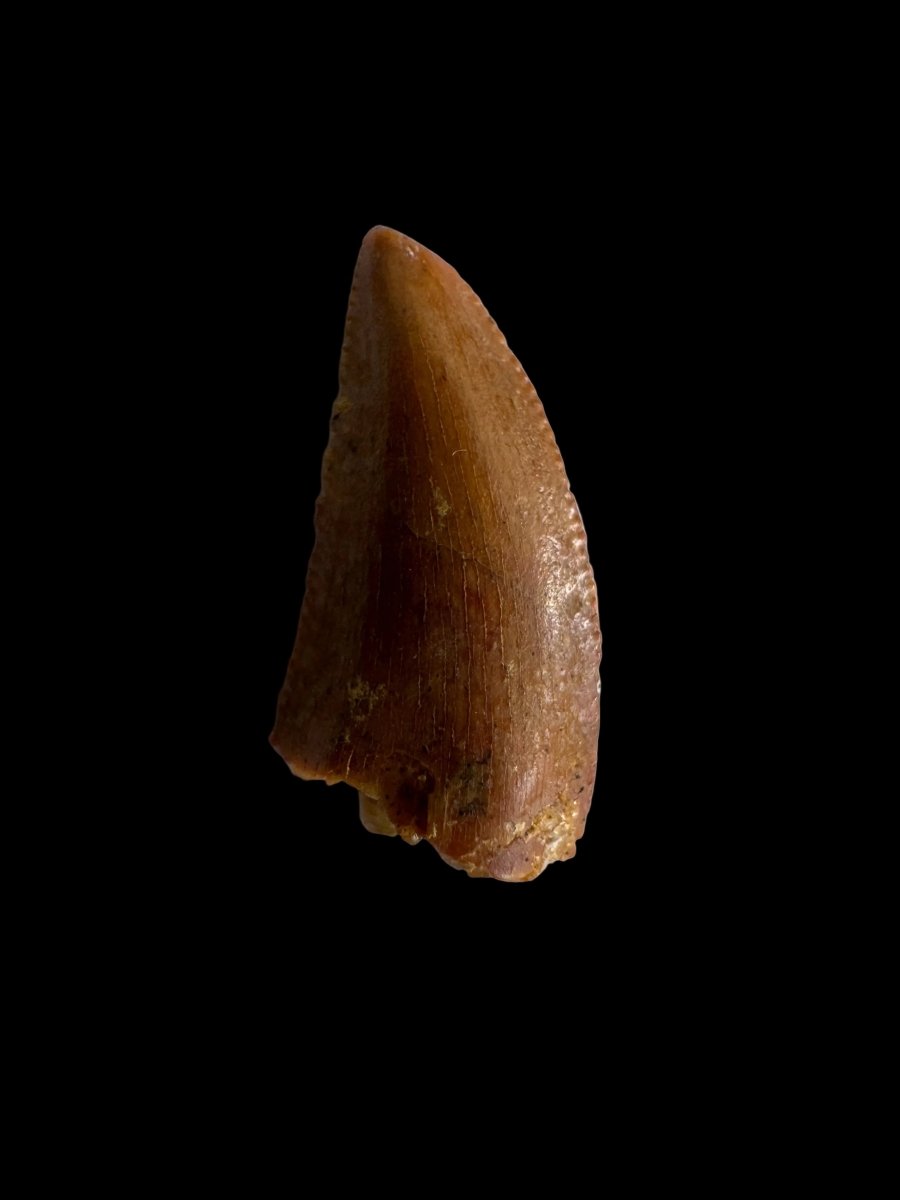 Abelisaurid fossil dinosaur tooth from Kem Kem, Morocco (0.49") - FossilsAndMore
