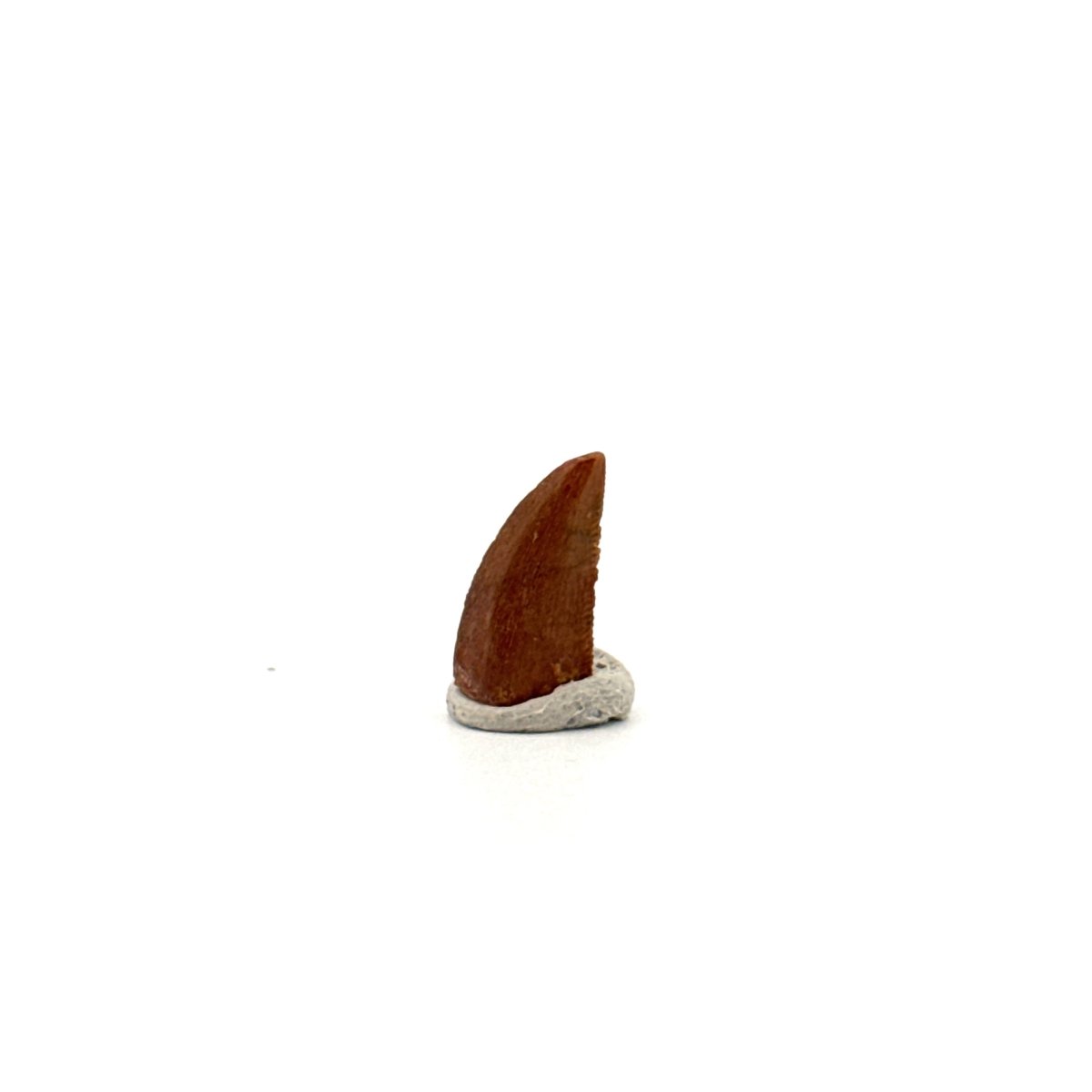 Abelisaurid fossil dinosaur tooth from Kem Kem, Morocco (0.49") - FossilsAndMore