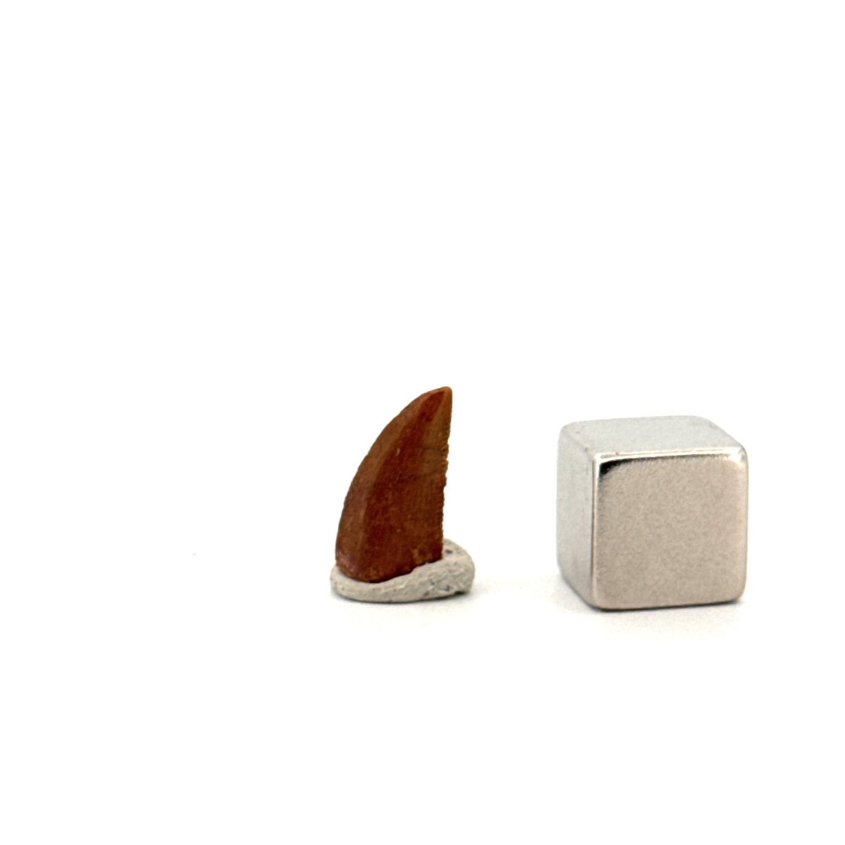 Abelisaurid fossil dinosaur tooth from Kem Kem, Morocco (0.49") - FossilsAndMore