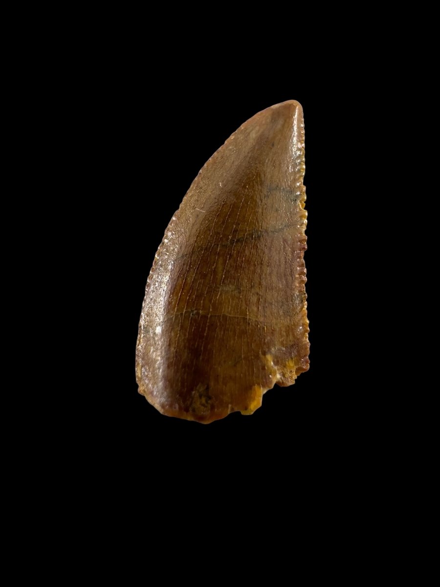 Abelisaurid fossil dinosaur tooth from Kem Kem, Morocco (0.49") - FossilsAndMore