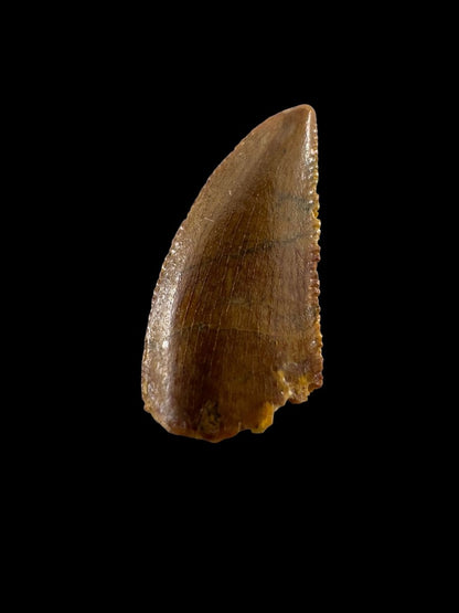Abelisaurid fossil dinosaur tooth from Kem Kem, Morocco (0.49") - FossilsAndMore