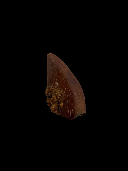 Abelisaurid fossil dinosaur tooth from Kem Kem, Morocco (0.54") - FossilsAndMore