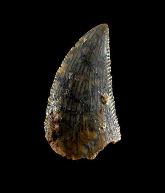 Abelisaurid fossil dinosaur tooth from Kem Kem, Morocco (0.54") - FossilsAndMore