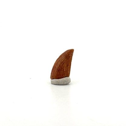 Abelisaurid fossil dinosaur tooth from Kem Kem, Morocco (0.58") - FossilsAndMore
