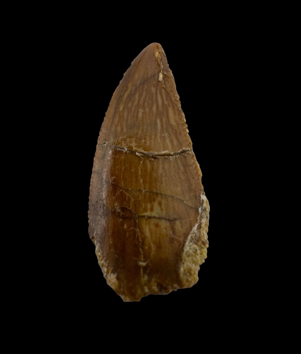 Abelisaurid fossil dinosaur tooth from Kem Kem, Morocco (0.82") - FossilsAndMore