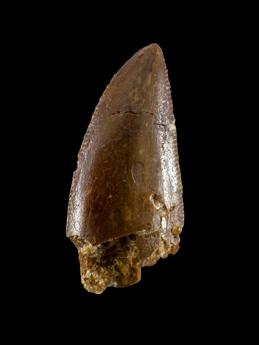 Abelisaurid fossil dinosaur tooth from Kem Kem, Morocco (0.94") - FossilsAndMore
