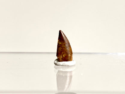 Abelisaurus species fossil tooth (0.53"), Kem Kem, Morocco - FossilsAndMore