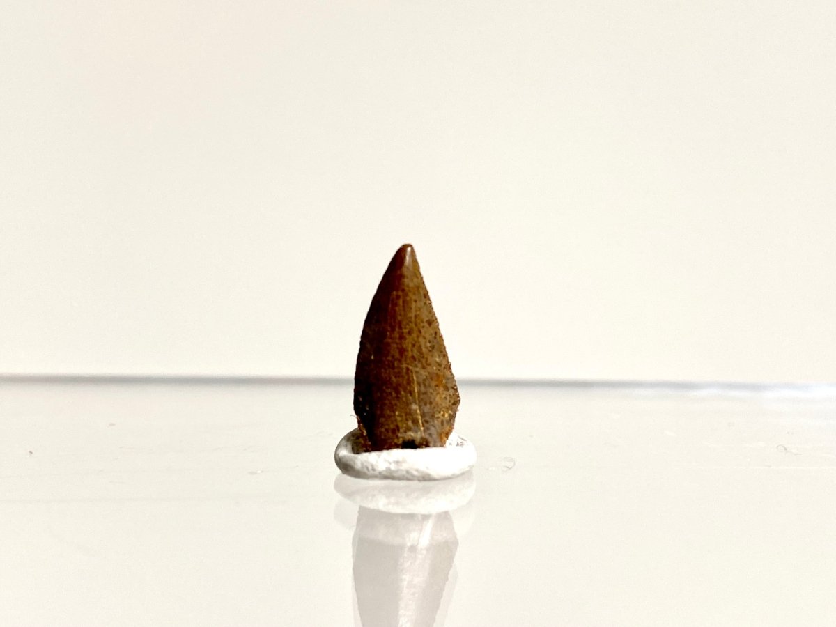 Abelisaurus species fossil tooth (0.53"), Kem Kem, Morocco - FossilsAndMore