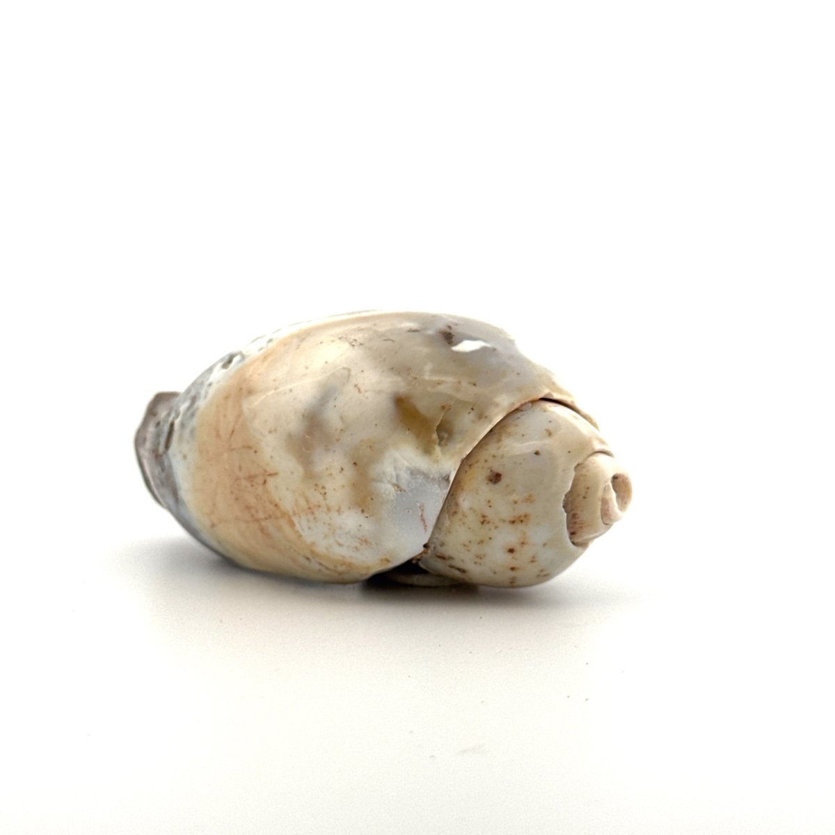 Agatized Fossil Gastropod from India (Cretaceous) - FossilsAndMore