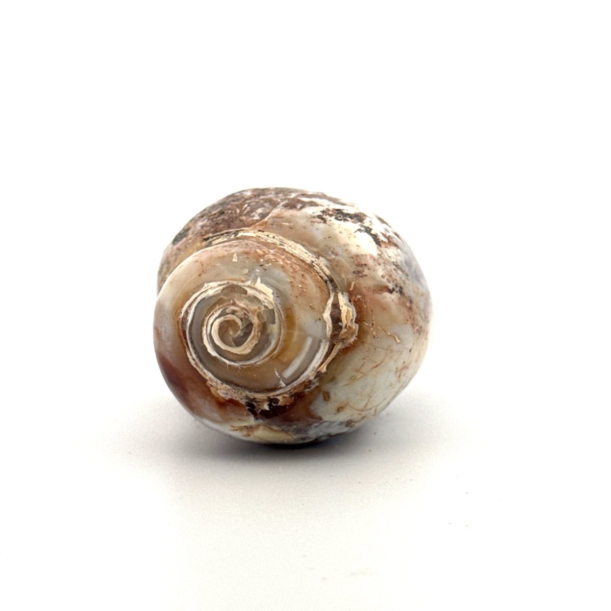 Agatized Fossil Gastropod from India (Cretaceous) - FossilsAndMore