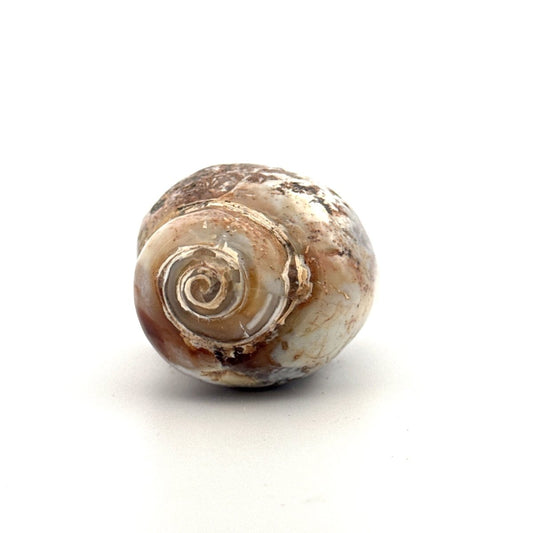 Agatized Fossil Gastropod from India (Cretaceous) - FossilsAndMore
