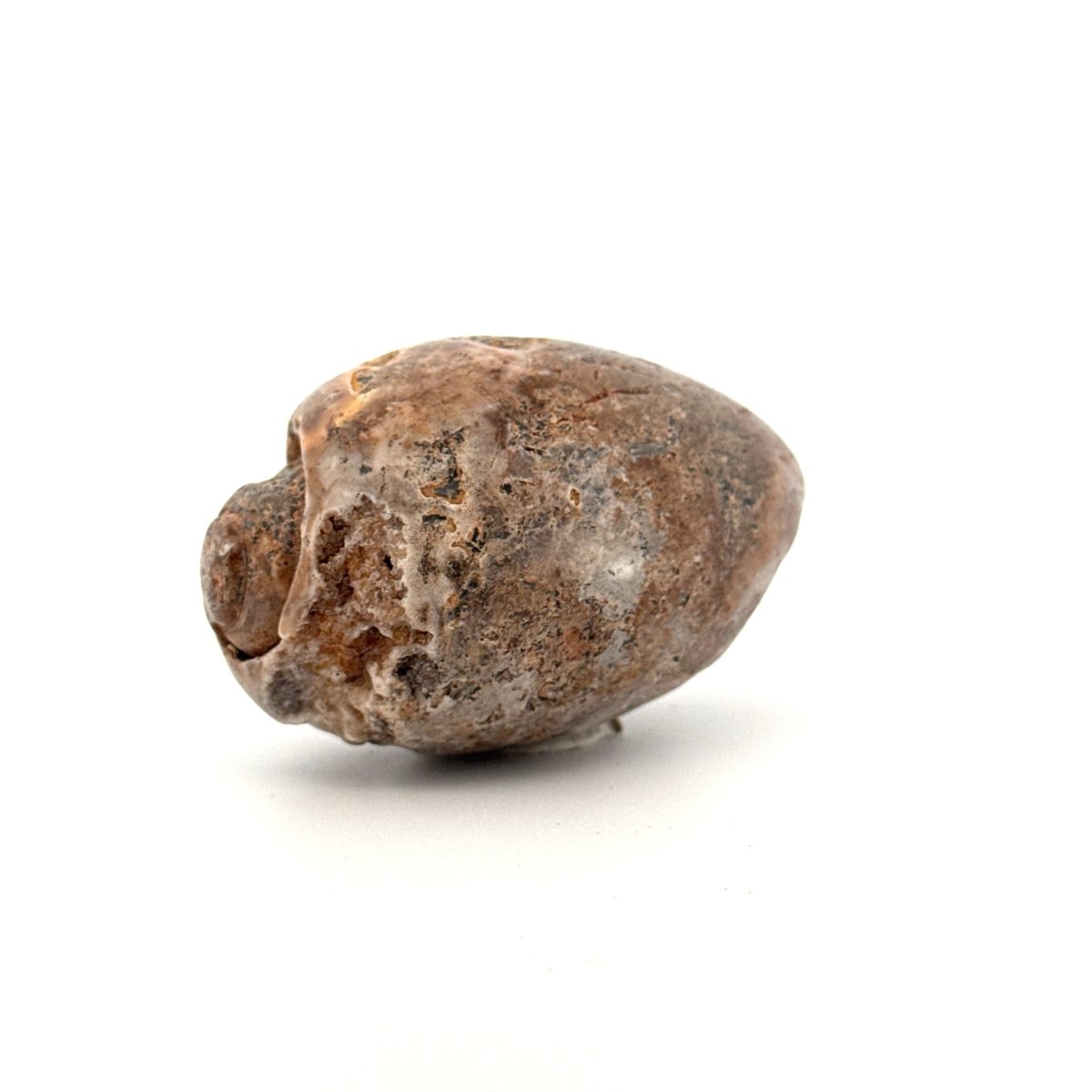 Agatized Fossil Gastropod from India (Cretaceous) - FossilsAndMore
