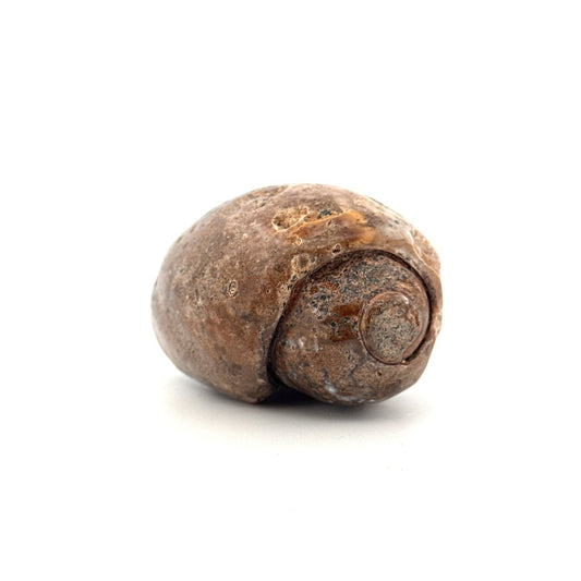 Agatized Fossil Gastropod from India (Cretaceous) - FossilsAndMore