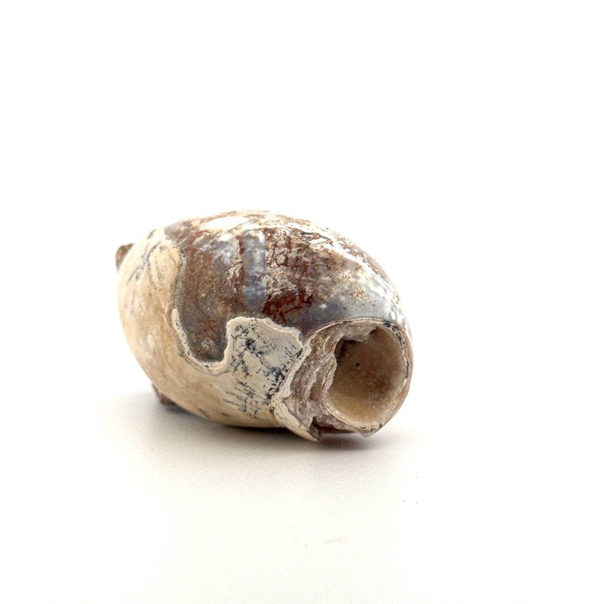 Agatized Fossil Gastropod from India (Cretaceous) - FossilsAndMore