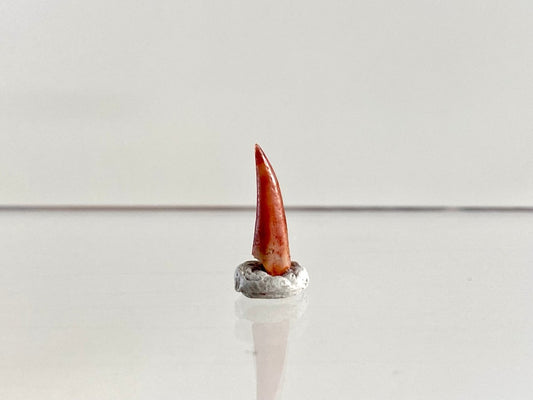 Aidachar pankowskii Fossil Fish Tooth (0.62") - Late Cretaceous, Morocco - FossilsAndMore
