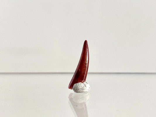 Aidachar pankowskii Fossil Fish Tooth (0.81") - Late Cretaceous, Morocco - FossilsAndMore