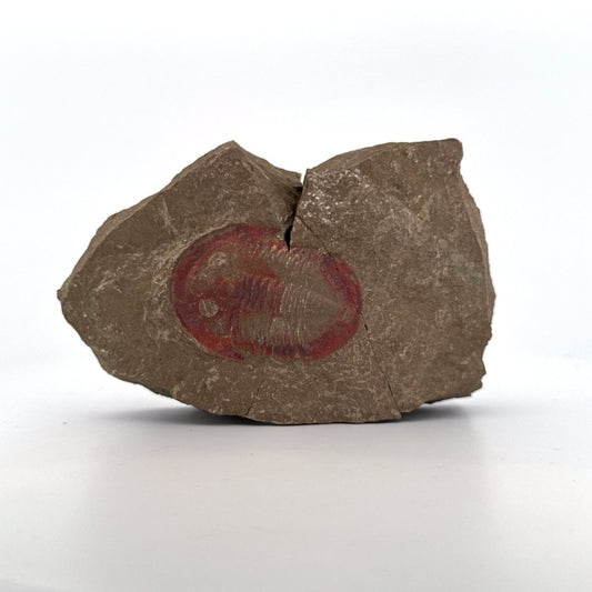 Asaphellus fezouataensis Trilobite, Positive & Negative | 1.69" - FossilsAndMore