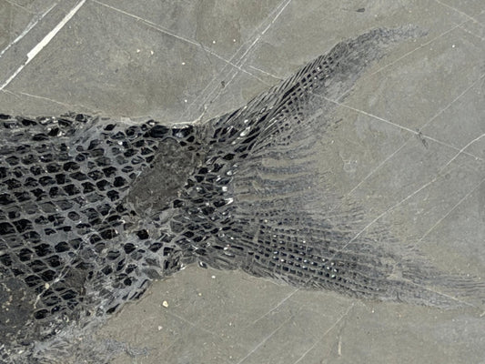 Asialepidotus shingyiensis Fossil Fish (7.28") from Triassic Period, China - FossilsAndMore