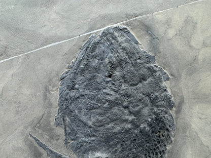 Asialepidotus shingyiensis Fossil Fish (7.80") from Triassic Period, China - FossilsAndMore