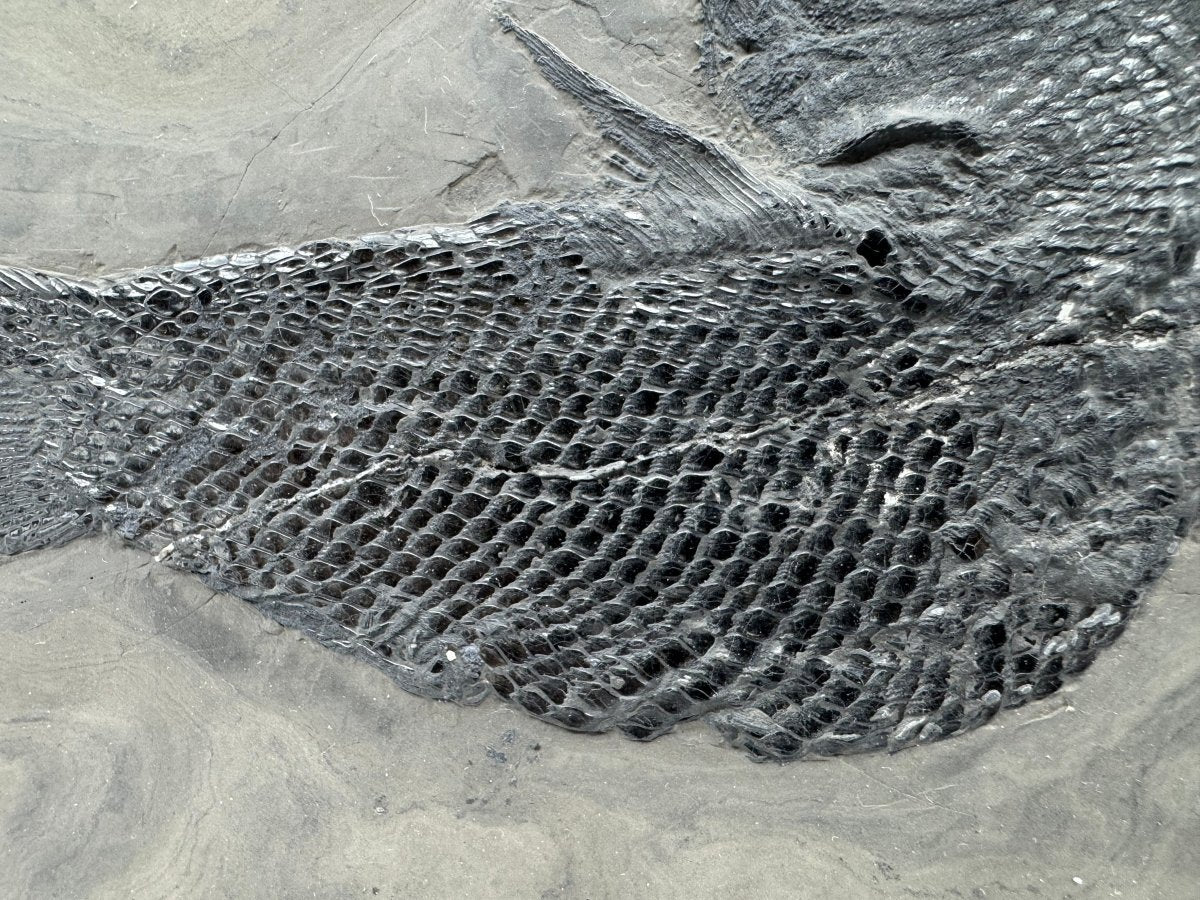 Asialepidotus shingyiensis Fossil Fish (7.80") from Triassic Period, China - FossilsAndMore