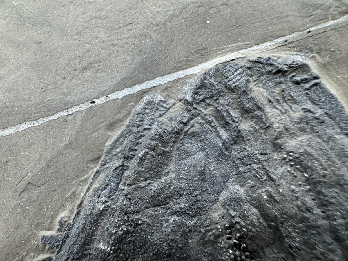 Asialepidotus shingyiensis Fossil Fish (7.80") from Triassic Period, China - FossilsAndMore