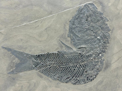 Asialepidotus shingyiensis Fossil Fish (7.80") from Triassic Period, China - FossilsAndMore