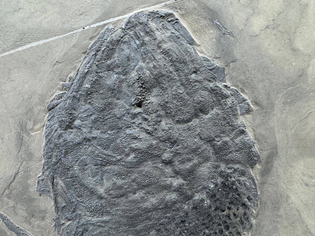 Asialepidotus shingyiensis Fossil Fish (7.80") from Triassic Period, China - FossilsAndMore