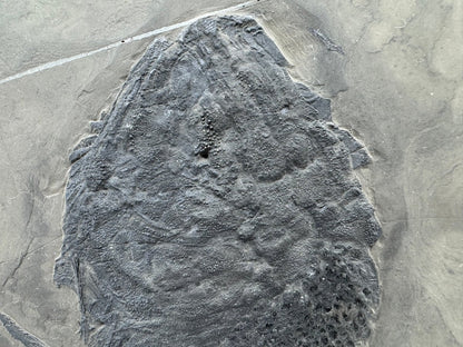 Asialepidotus shingyiensis Fossil Fish (7.80") from Triassic Period, China - FossilsAndMore
