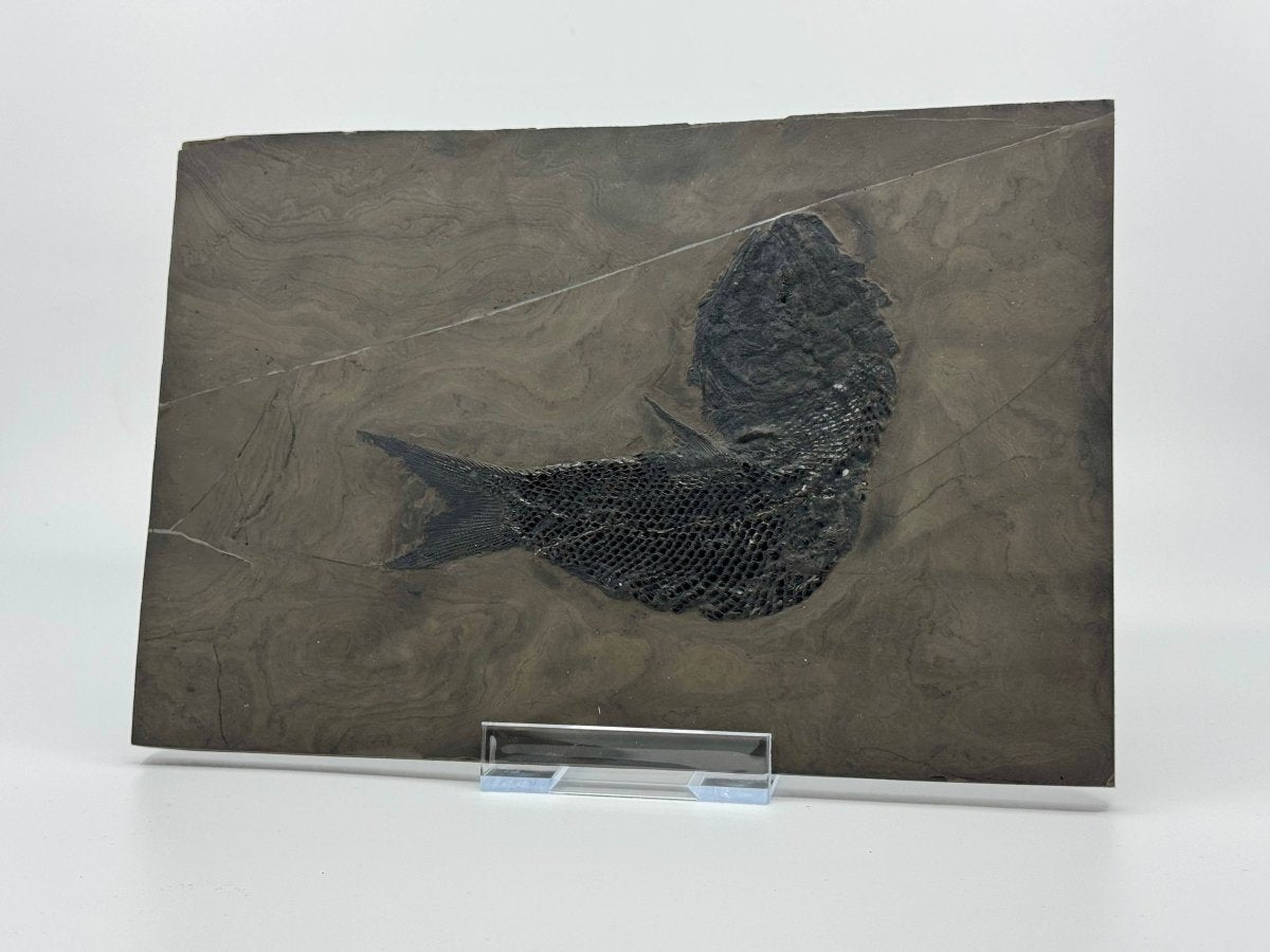 Asialepidotus shingyiensis Fossil Fish (7.80") from Triassic Period, China - FossilsAndMore