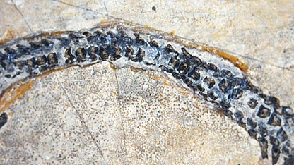 Baby Keichousaurus hui Fossil Triassic Marine Reptile from China (1.90") - FossilsAndMore