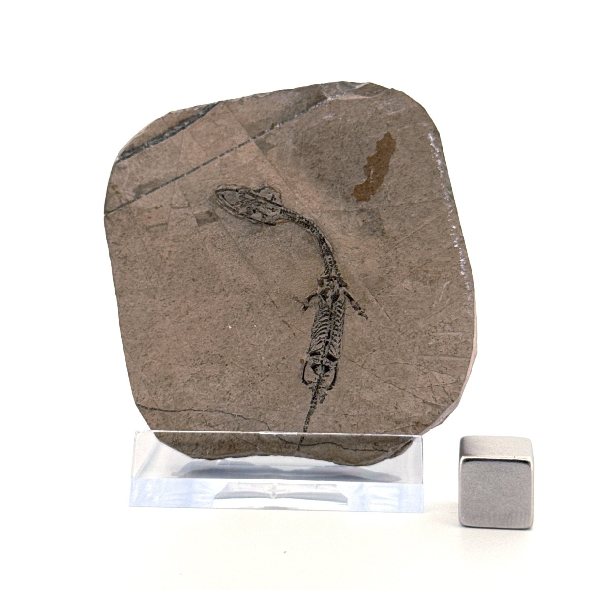 Baby Keichousaurus hui Fossil Triassic Marine Reptile from China (1.90") - FossilsAndMore
