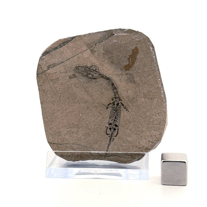 Baby Keichousaurus hui Fossil Triassic Marine Reptile from China (1.90") - FossilsAndMore