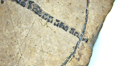 Baby Keichousaurus hui Fossil Triassic Marine Reptile from China (1.90") - FossilsAndMore