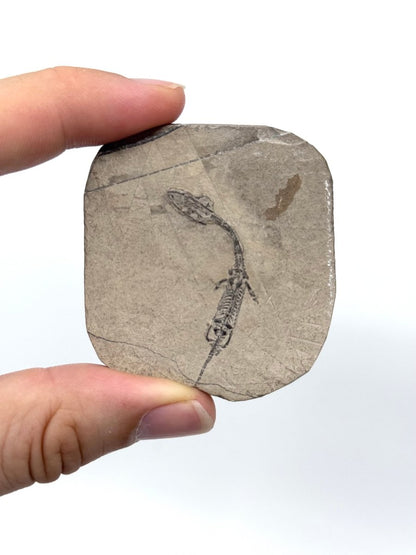 Baby Keichousaurus hui Fossil Triassic Marine Reptile from China (1.90") - FossilsAndMore