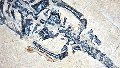 Baby Keichousaurus hui Fossil Triassic Marine Reptile from China (1.90") - FossilsAndMore